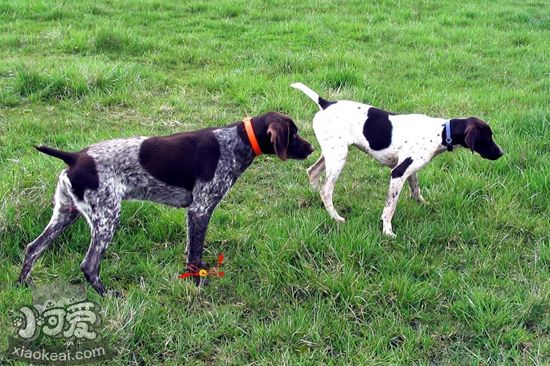 德國短毛波音達怎么養 德國短毛波音達飼養知識