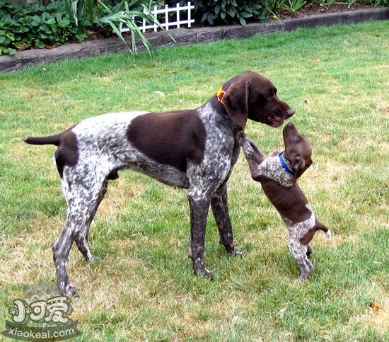 德國短毛波音達怎么護理 德國短毛波音達養護要點
