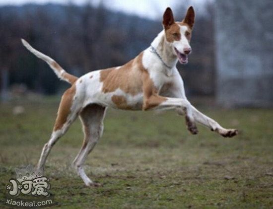 伊比贊獵犬怎么美容 伊比贊獵犬美容方法1