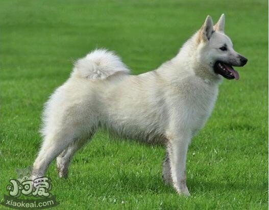 挪威布哈德犬好養(yǎng)嗎 挪威布哈德犬飼養(yǎng)手冊(cè)