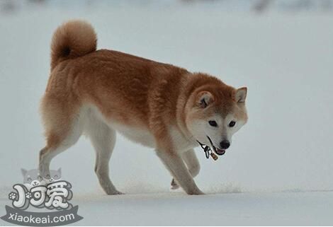 挪威布哈德犬細小病毒有什么癥狀 犬細小病毒癥狀介紹