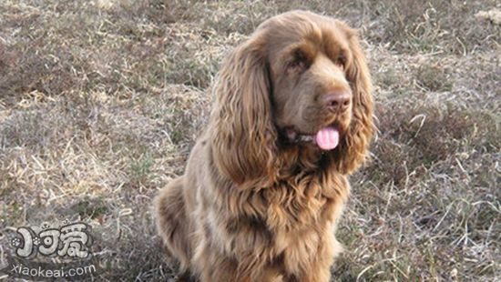 如何正確喂養(yǎng)蘇塞克斯獵犬 蘇塞克斯獵犬喂養(yǎng)技巧