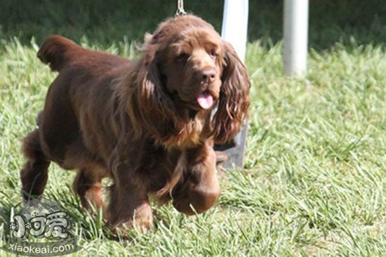 蘇塞克斯獵犬口腔怎么護理 蘇塞克斯獵犬口腔護理方法