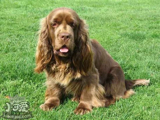 蘇塞克斯獵犬怎么洗牙 蘇塞克斯獵犬洗牙方法