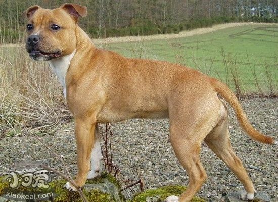 斯塔福郡斗牛梗嘔吐怎么治療 斯塔福郡斗牛梗嘔吐治療方法1