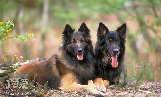 比利時特伏丹犬怎么養(yǎng) 比利時特伏丹犬飼養(yǎng)方法