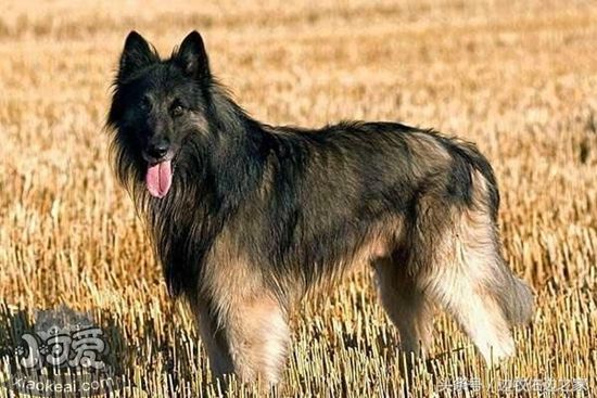 比利時特伏丹犬怎么護理 毛發護理方法介紹