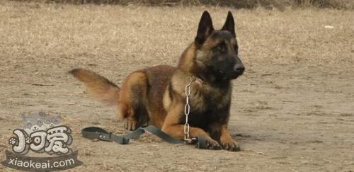 比利時特伏丹犬暈車怎么辦 比利時特伏丹犬暈車治療方法