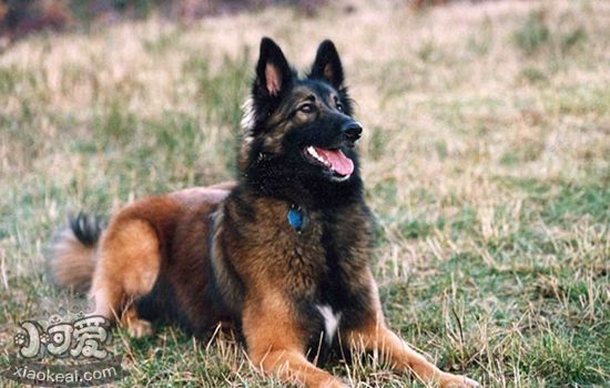 比利時特伏丹犬怎么訓練 基礎訓練技巧