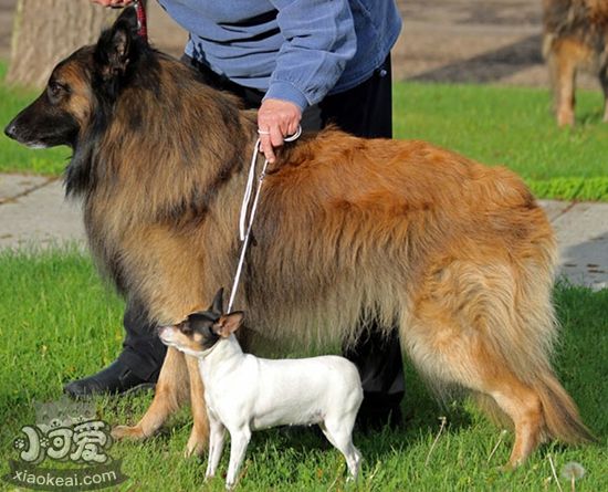 比利時特伏丹犬作揖怎么訓(xùn)練 作揖訓(xùn)練方法