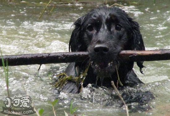 平毛尋回犬怎么修剪指甲 平毛尋回獵犬剪指甲方法1