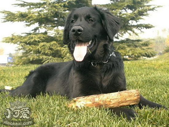 平毛尋回獵犬耳朵怎么清潔 平毛尋回犬耳朵護理方法1