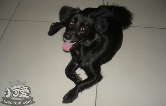 怎么訓(xùn)練平毛尋回獵犬站立 平毛尋回犬站立訓(xùn)練方法1