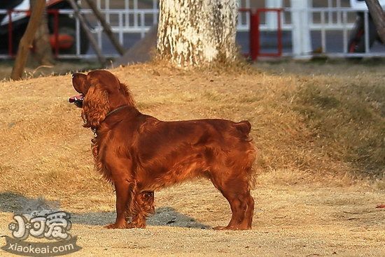 田野小獵犬牙齒怎么清潔 田野小獵犬口腔護(hù)理流程1