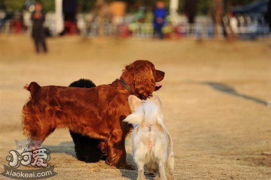 田野小獵犬怎么剪指甲 田野小獵犬指甲修剪方法1