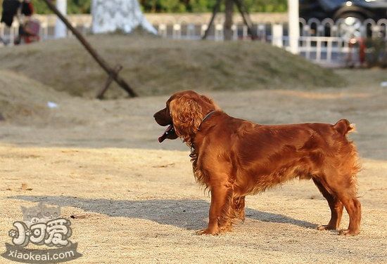 田野小獵犬怎么驅蟲 田野小獵犬寄生蟲防治方法1
