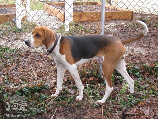 樹叢浣熊獵犬拉肚子怎么治療 拉肚子治療方法