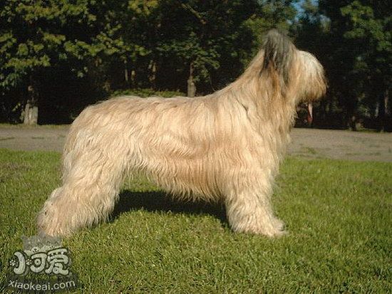 伯瑞犬嘔吐怎么辦 布雷獵犬嘔吐治療方法1