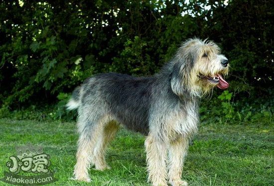 布雷獵犬有牙結石怎么辦 伯瑞犬牙結石預防治療方法1