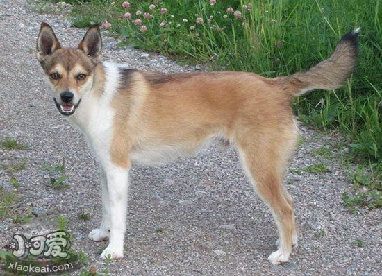 挪威倫德獵犬怎么美容 挪威倫德獵犬美容方法1