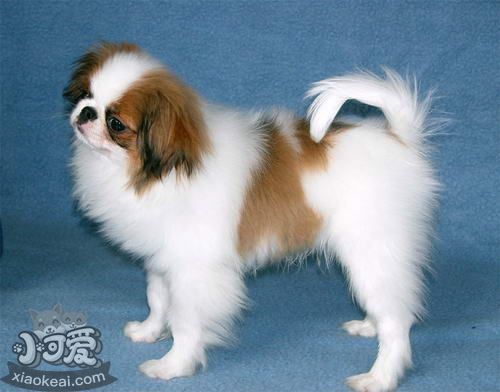 英國玩具獵鷸犬修毛要準備什么工具