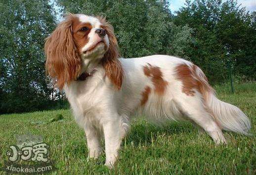 英國玩具獵鷸犬食管梗塞怎么辦