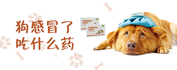 狗感冒了吃什么藥1
