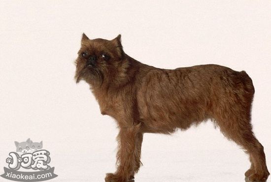 布魯塞爾格里芬犬怎么護理 毛發護理常識