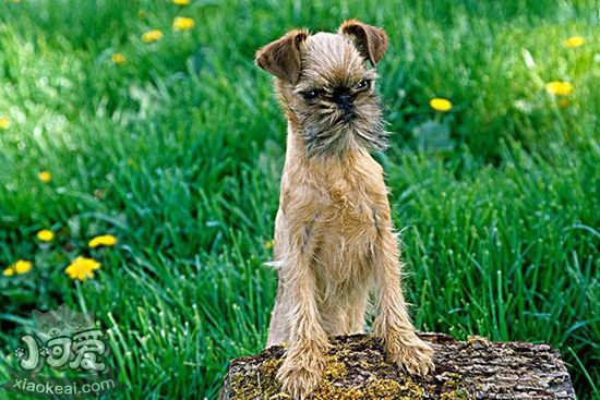 布魯塞爾格里芬犬吃什么 布魯塞爾格里芬犬喂養介紹