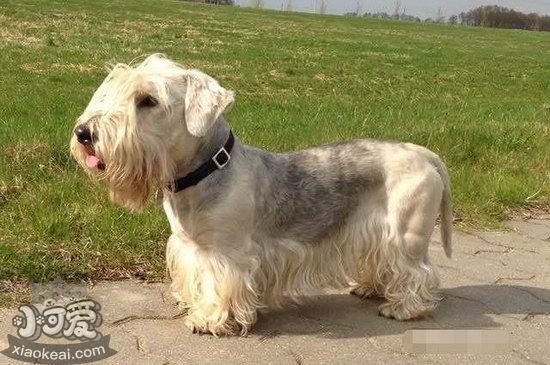 錫利哈姆梗怎么養 錫利哈姆梗飼養注意事項1