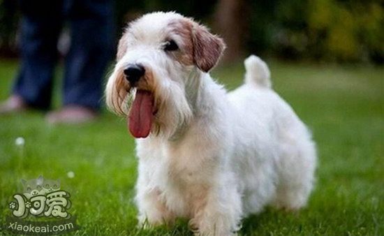 錫利哈姆梗牙齒怎么清潔 錫利哈姆梗口腔護理流程1