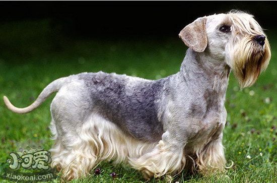 錫利哈姆梗有牙結石怎么辦 錫利哈姆梗牙結石預防治療方法1