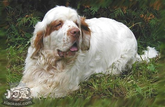 西班牙小獵犬牙齒怎么護理 西班牙小獵犬牙齒護理方法