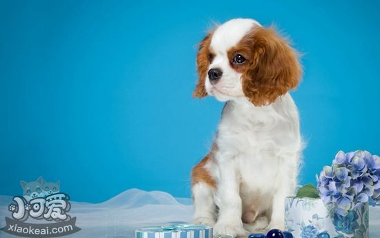 怎么給西班牙小獵犬洗澡 西班牙小獵犬洗澡注意事項(xiàng)