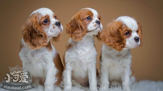 西班牙小獵犬感冒如何治療 西班牙小獵犬感冒治療方法