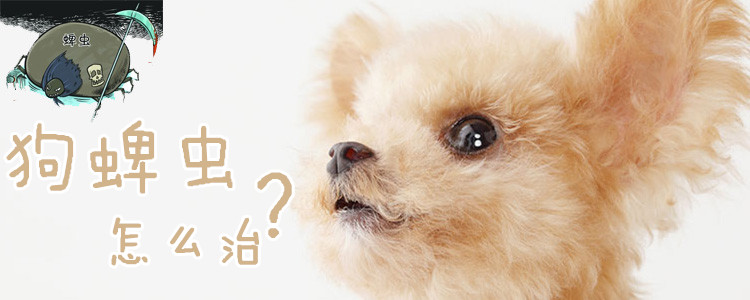 狗蜱蟲怎么治