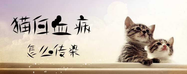 貓白血病怎么傳染