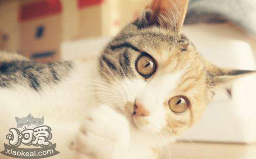 貓咪鼻炎有什么癥狀 貓咪鼻炎癥狀介紹