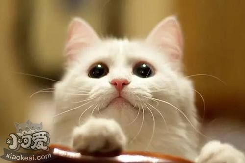 貓咪鼻炎如何治療 貓咪鼻炎治療方法