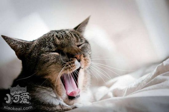 貓咪牙周炎吃什么藥 牙周炎用藥介紹