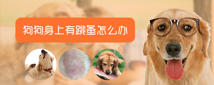 狗狗身上有跳蚤怎么辦1