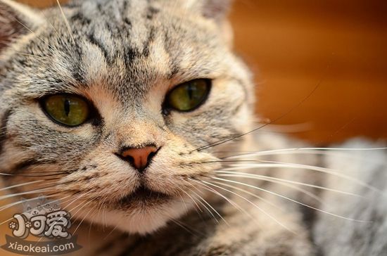 貓蠕形螨怎么治療 貓蠕形螨治療方法