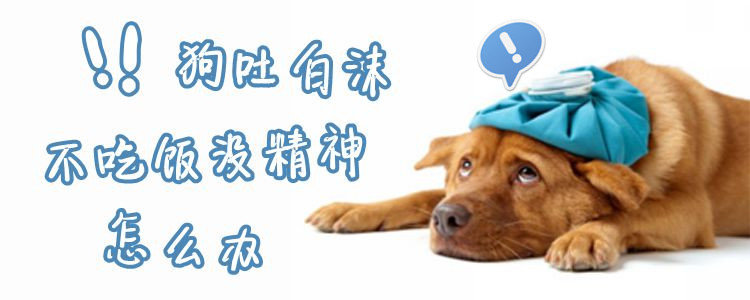 狗吐白沫不吃飯沒精神怎么辦