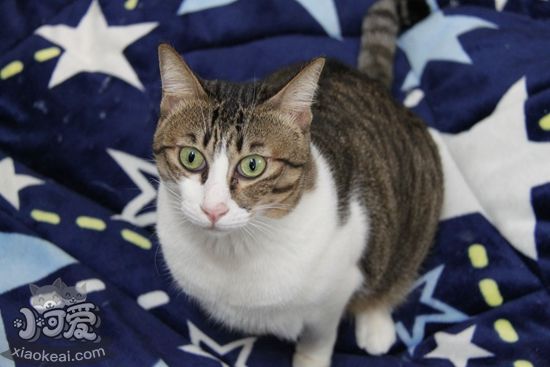 貓咪產后怎么護理 貓咪產后護理方法