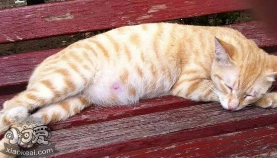 貓咪生產(chǎn)前兆有哪些 貓咪生產(chǎn)前兆詳解