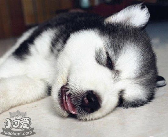 哈士奇嘔吐怎么辦 哈士奇嘔吐治療方法