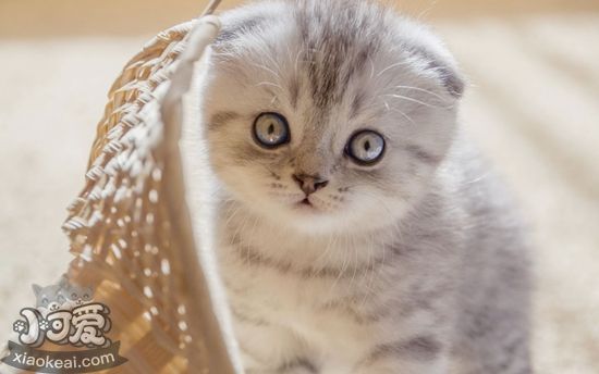 蘇格蘭折耳貓絕育后怎么護理 折耳貓絕育護理要點