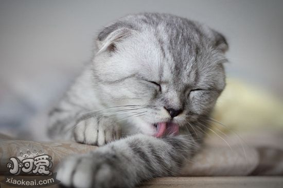 如何預防折耳貓流產 蘇格蘭折耳貓流產預防方法