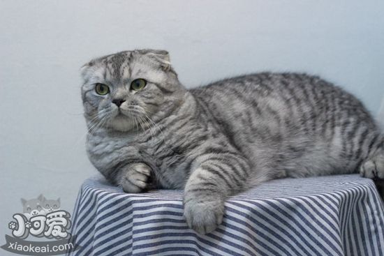 蘇格蘭折耳貓難產(chǎn)會有哪些征兆 折耳貓難產(chǎn)征兆介紹