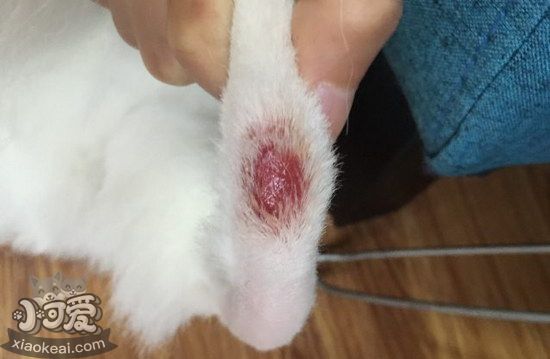 貓貓皮膚病怎么治療3